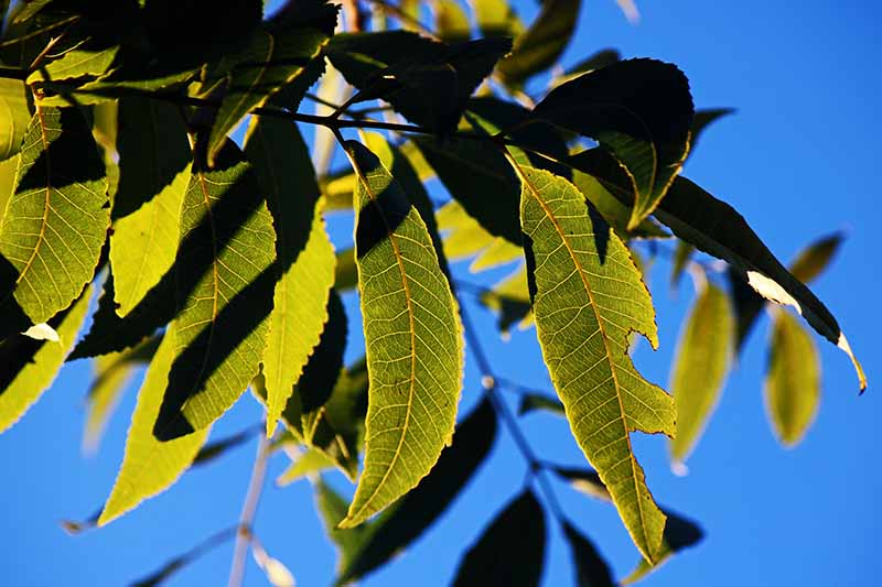 A close up of a healthy pecan tree branch with green leaves, some in shadow, in bright sunshine on a blue sky background.