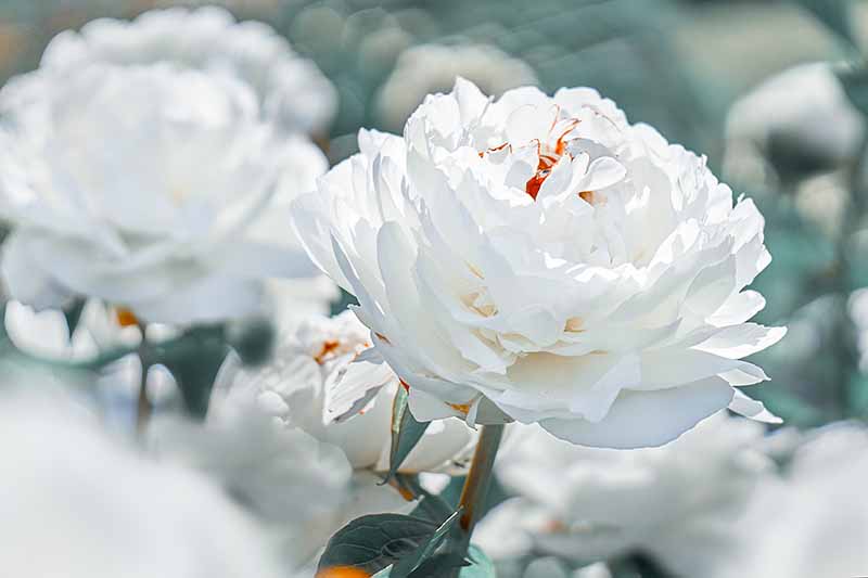 A close up horizontal image of white peonies growing in the garden pictured on a soft focus background.