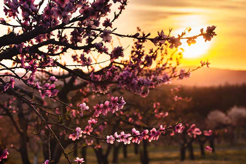 A close up horizontal image of a fruit tree in bloom pictured at sunset on a soft focus background.