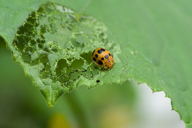 A close up of a leaf covered in holes and a small orange and black beetle.