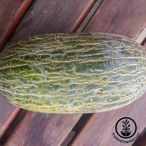A close up square image of a 'Piel de Sapo' melon set on a wooden surface. To the bottom right of the frame is a black circular logo with text.