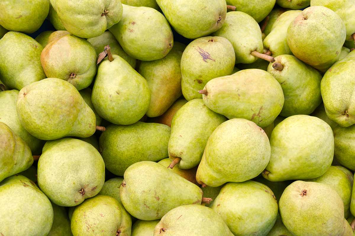 A close up horizontal image of a pile of freshly harvested 'Bartlett' pears.