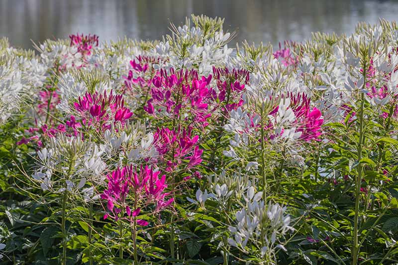 A close up of bright pink and white Cleome flowers growing in the garden in bright sunshine, on a soft focus background.