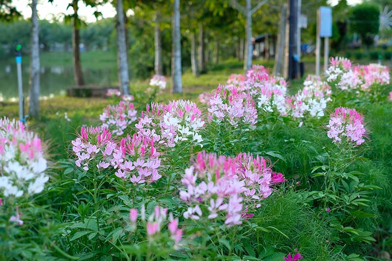 A garden scene with a border filled with pink and white C. hassleriana, with trees in soft focus in the background.