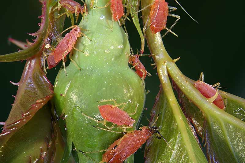 A close up horizontal image of pink rose aphids infesting a flower bud pictured on a soft focus background.