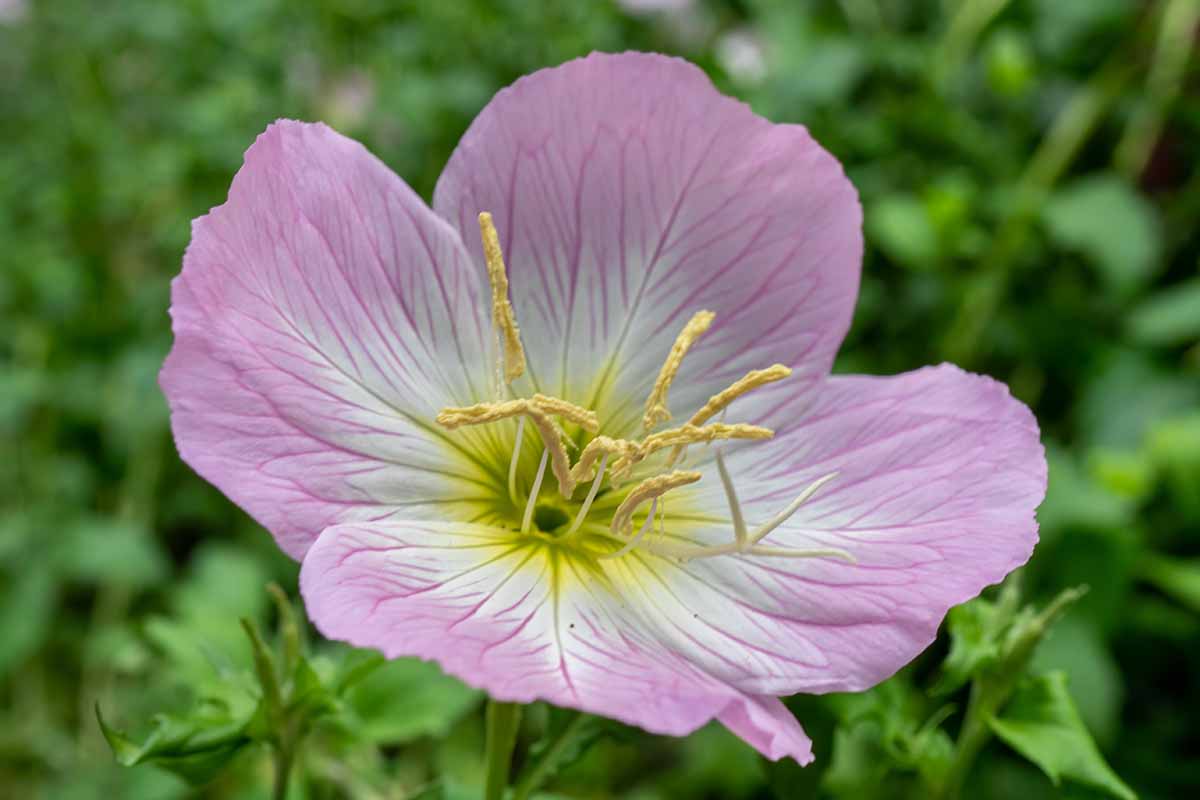 A close up horizontal image of a pink evening primrose (Oenothera) flower pictured on a soft focus background.
