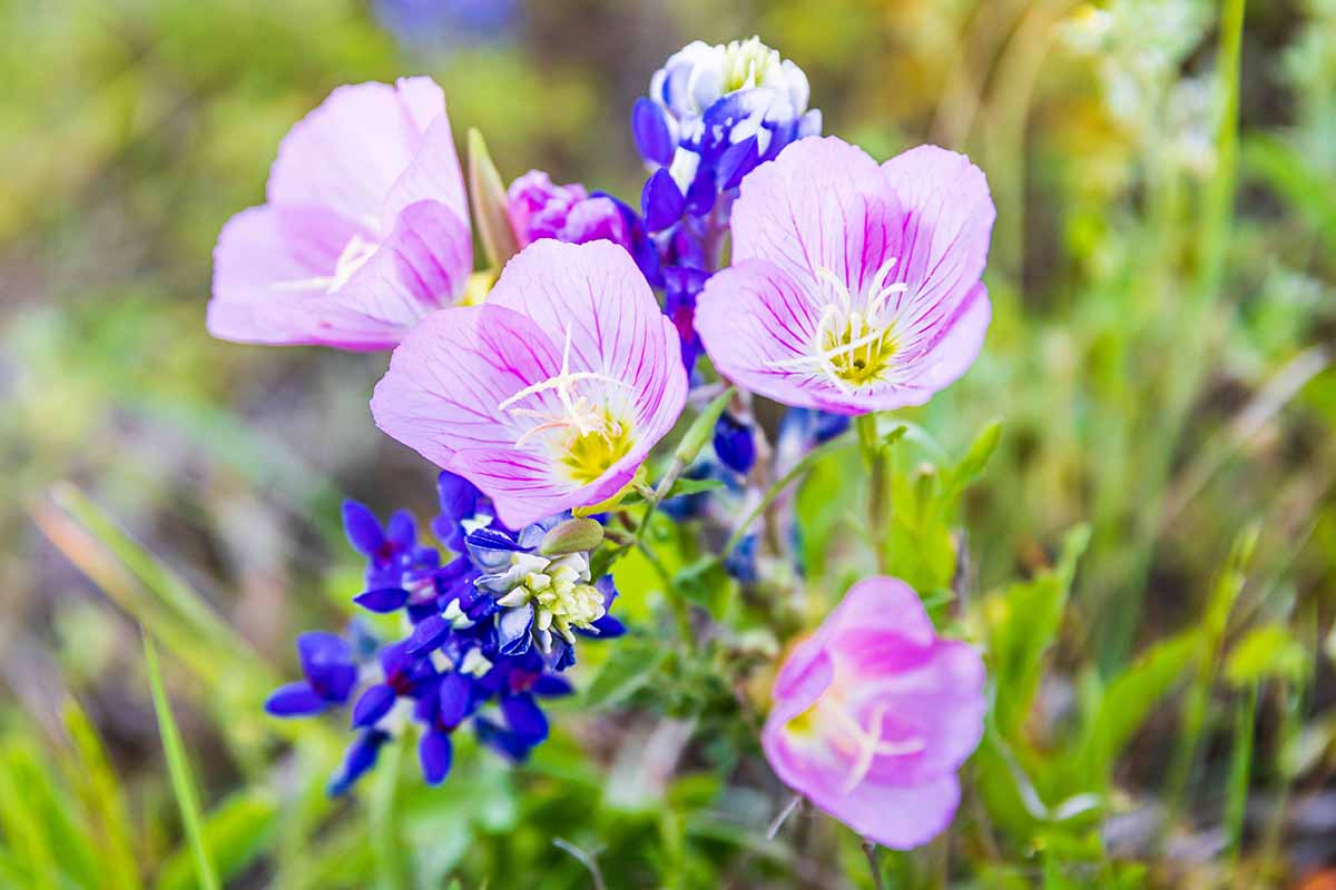 A close up horizontal image of pink Oenothera flowers and small blue blooms growing in the garden pictured on a soft focus background.