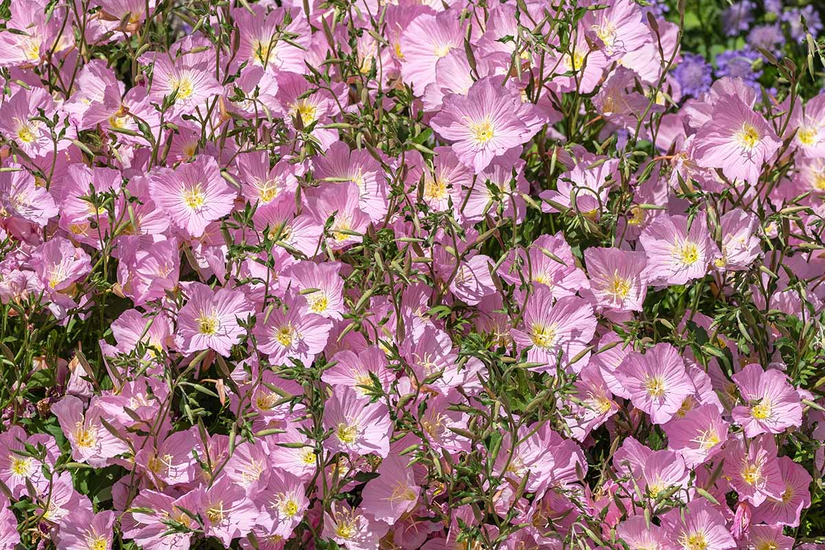 A close up horizontal image of pink evening primrose flowers growing in a mass planting pictured in bright sunshine.