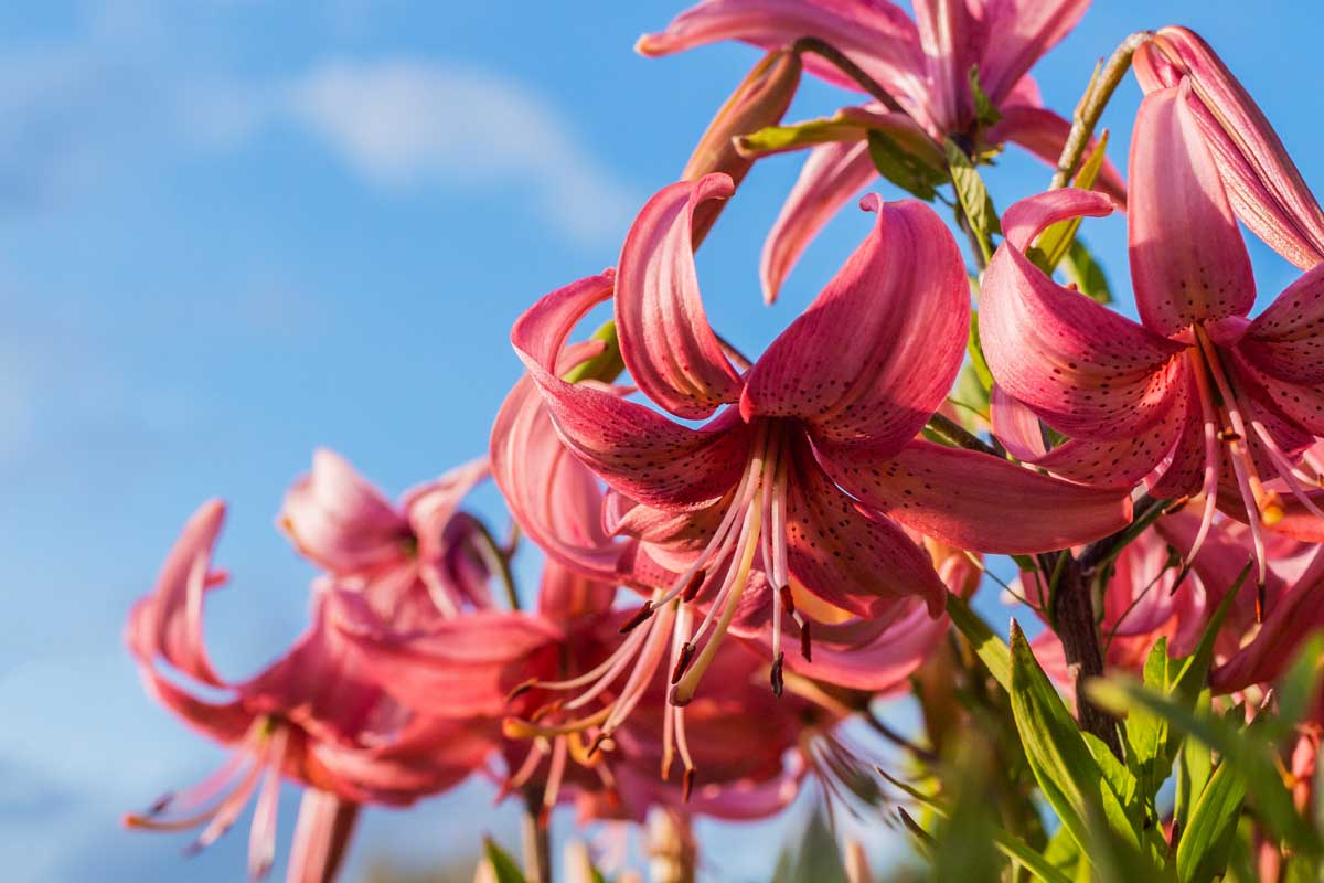 A close up of a cluster of pink lilies growing in the garden in bright sunshine with a blue sky in the background.