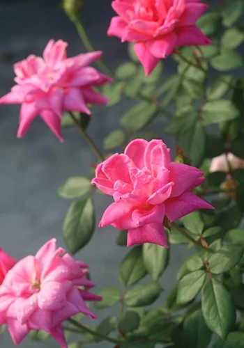 A close up of pink double Knock Out flowers growing in the garden pictured on a soft focus background.
