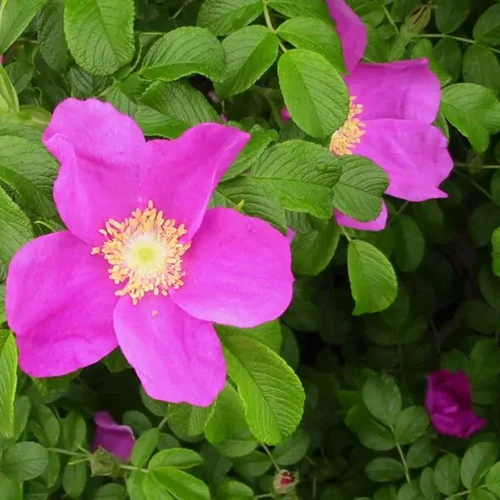 A square image of pink rugosa roses growing in the garden pictured on a dark background.
