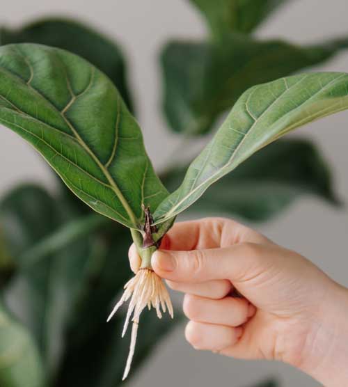 A fiddle leaf fig cutting with new roots.