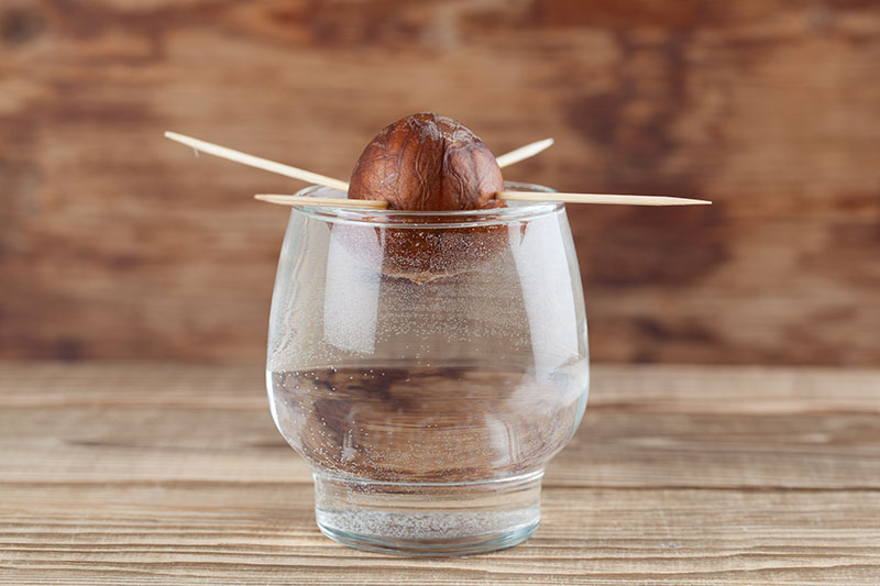 A close up horizontal image of a small glass with an avocado seed held in the water with toothpicks, set on a wooden surface with a wooden wall in the background.