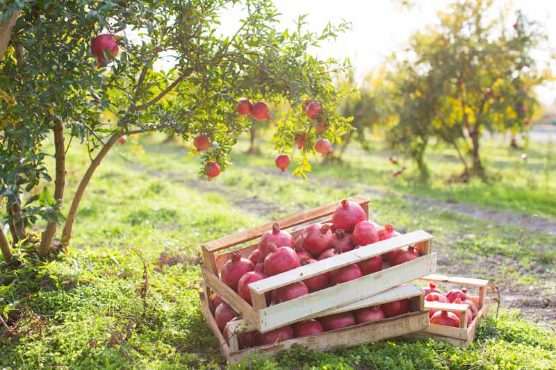 A close up horizontal image of wooden crates filled with ripe fruits set on the ground in a pomegranate orchard pictured in light sunshine.