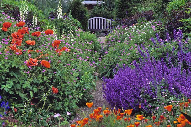 A close up of a path through a garden flanked on both sides by a dazzling array of flowering plants. In the background is a bench seat and a house in soft focus.