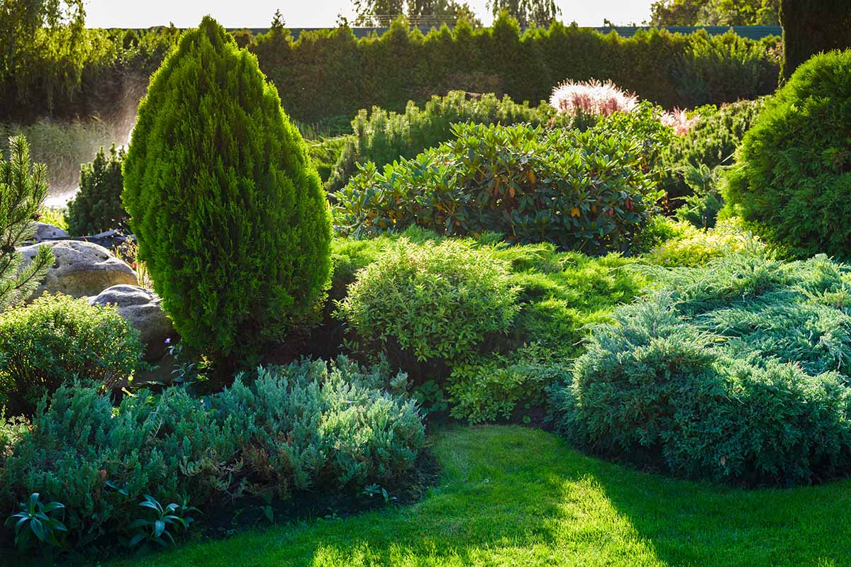 A horizontal image of a garden scene with a variety of different evergreen plantings.