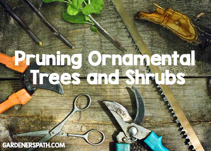 Pruning Ornamental Trees and Shrubs| Foodal.com