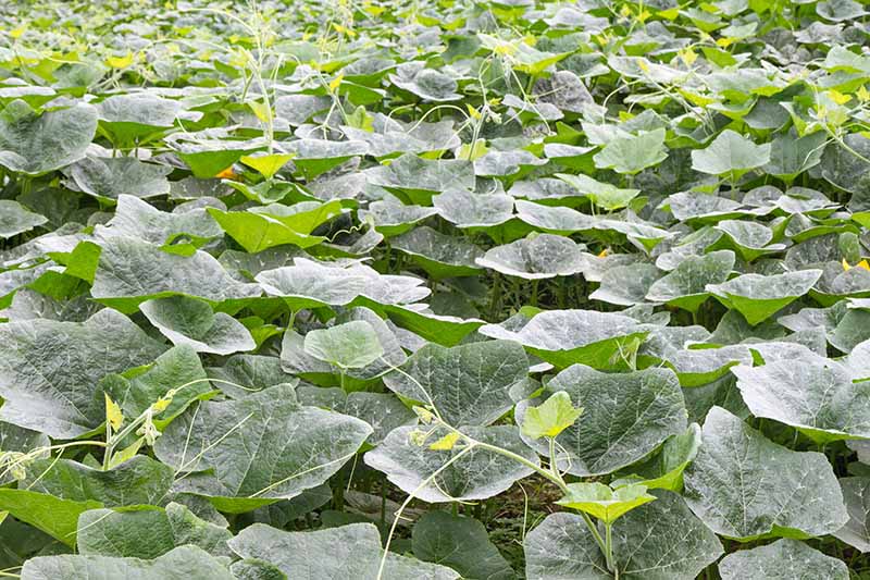 A large pumpkin patch with abundant, large leaves but no flowers.