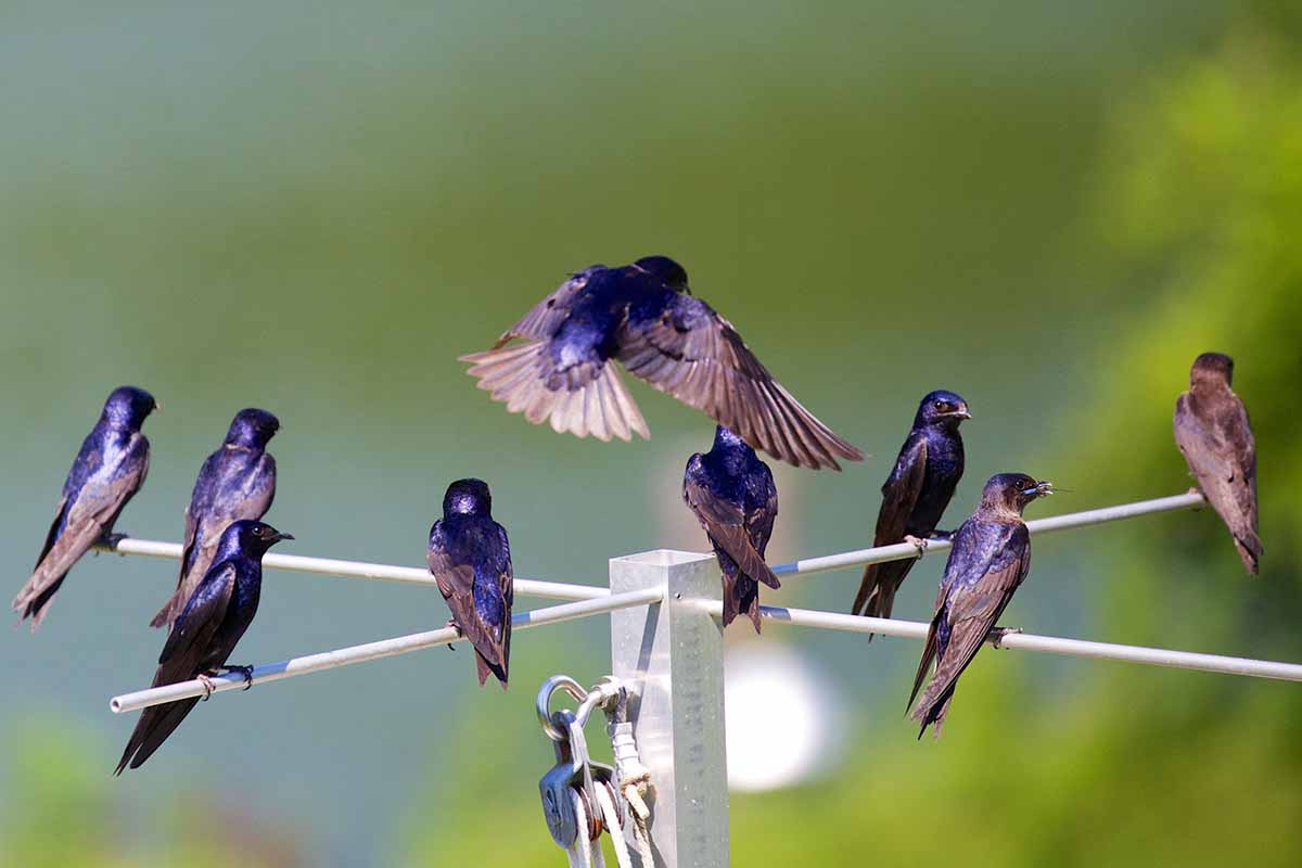 A close up horizontal image of purple martins in flight pictured on a soft focus background.