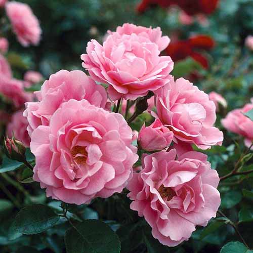 A square image of 'Queen Elizabeth' roses growing in the garden pictured on a soft focus background.