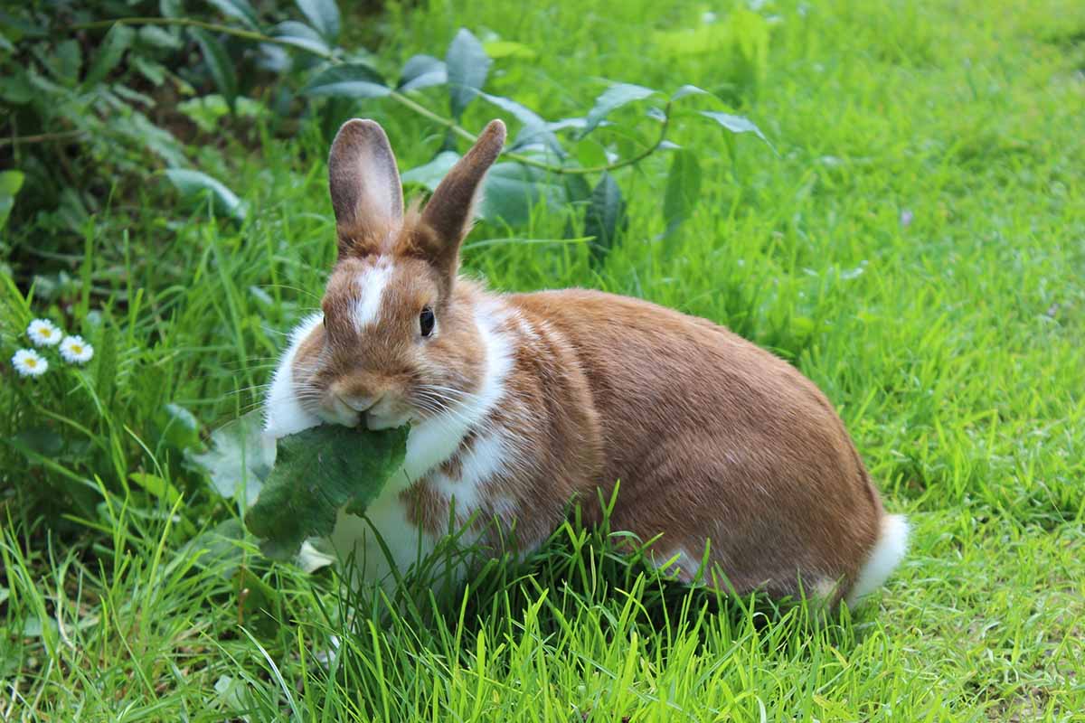 A close up horizontal image of a brown and white domestic rabbit grazing in the garden.