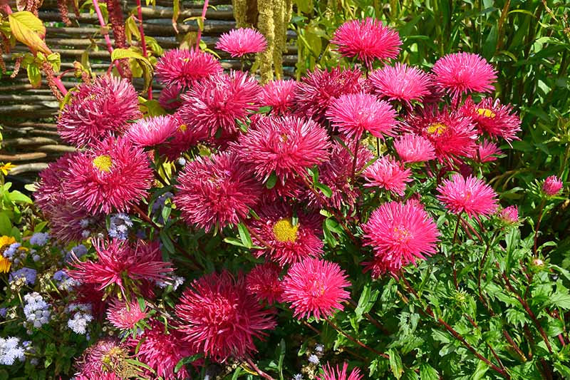 A close up of the bright red blooms of the China aster, some of the flowers have bright yellow centers, and are surrounded by dark green foliage, pictured in bright sunshine against a rustic wooden fence.