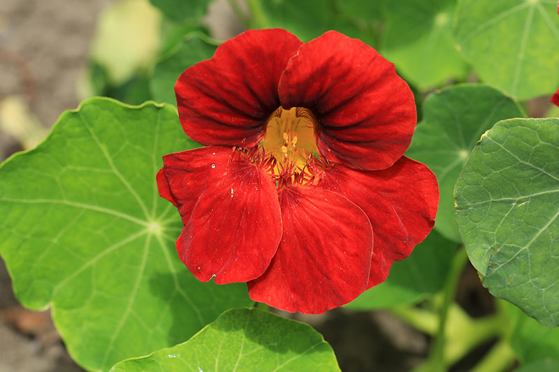 A close up of a red nasturtium flower with a yellow throat, surrounded by green foliage, pictured in bright sunshine on a soft focus background.