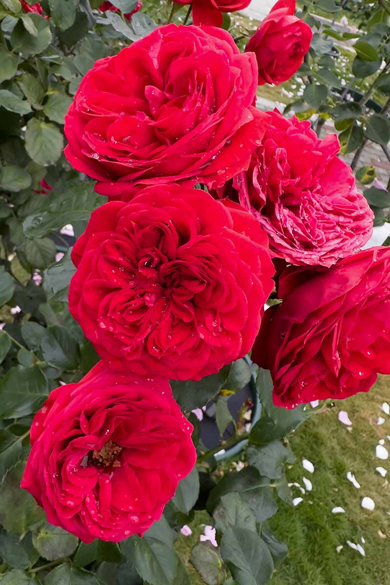 A close up vertical image of red roses growing in the garden.