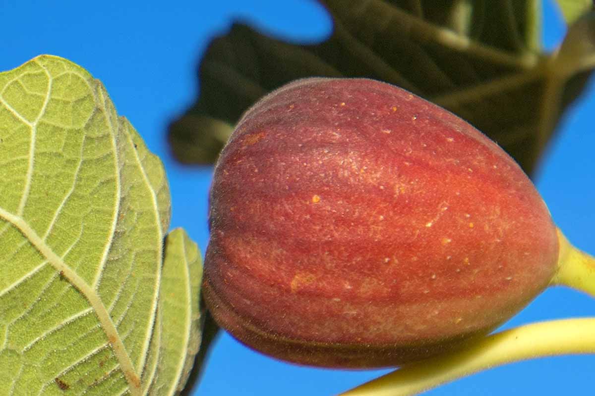 A close up horizontal image of a ripe fig pictured growing in the garden in bright sunshine on a blue sky background.