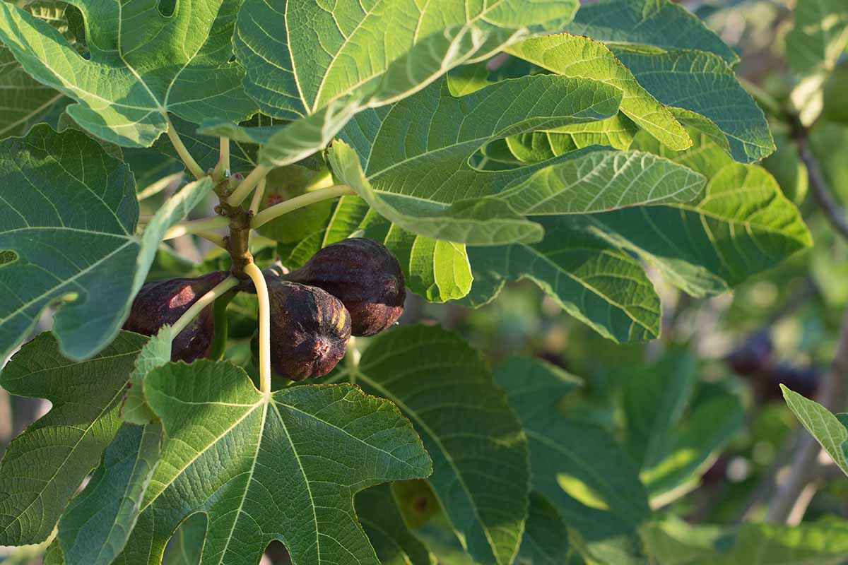 A horizontal image of ripe figs growing in the garden pictured in light sunshine on a soft focus background.