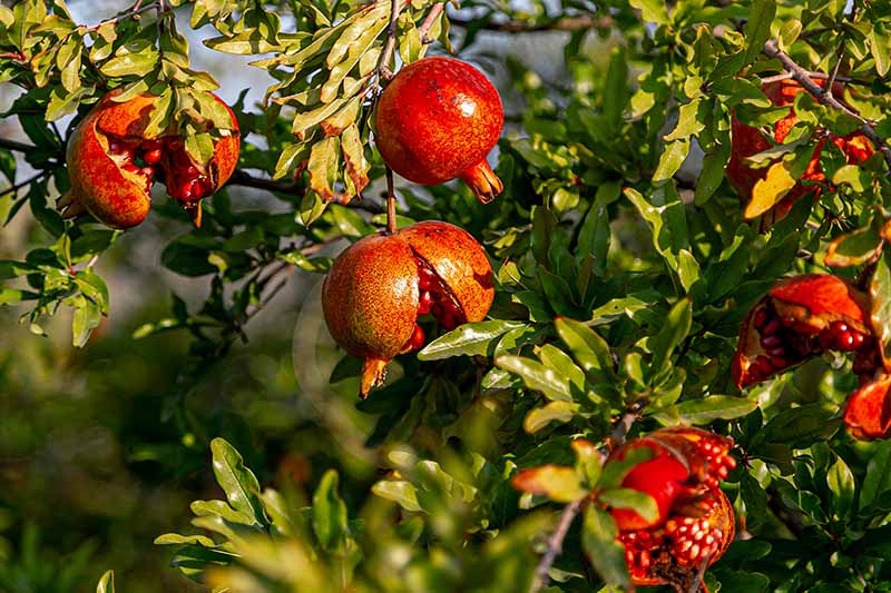 A close up horizontal image of ripe pomegranates growing on the tree some of which have split open, pictured in light autumn sunshine.