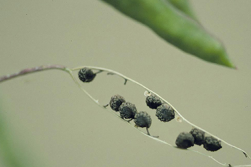 A close up horizontal image of the seeds of a Cleomella serrulata plant pictured on a soft focus background.