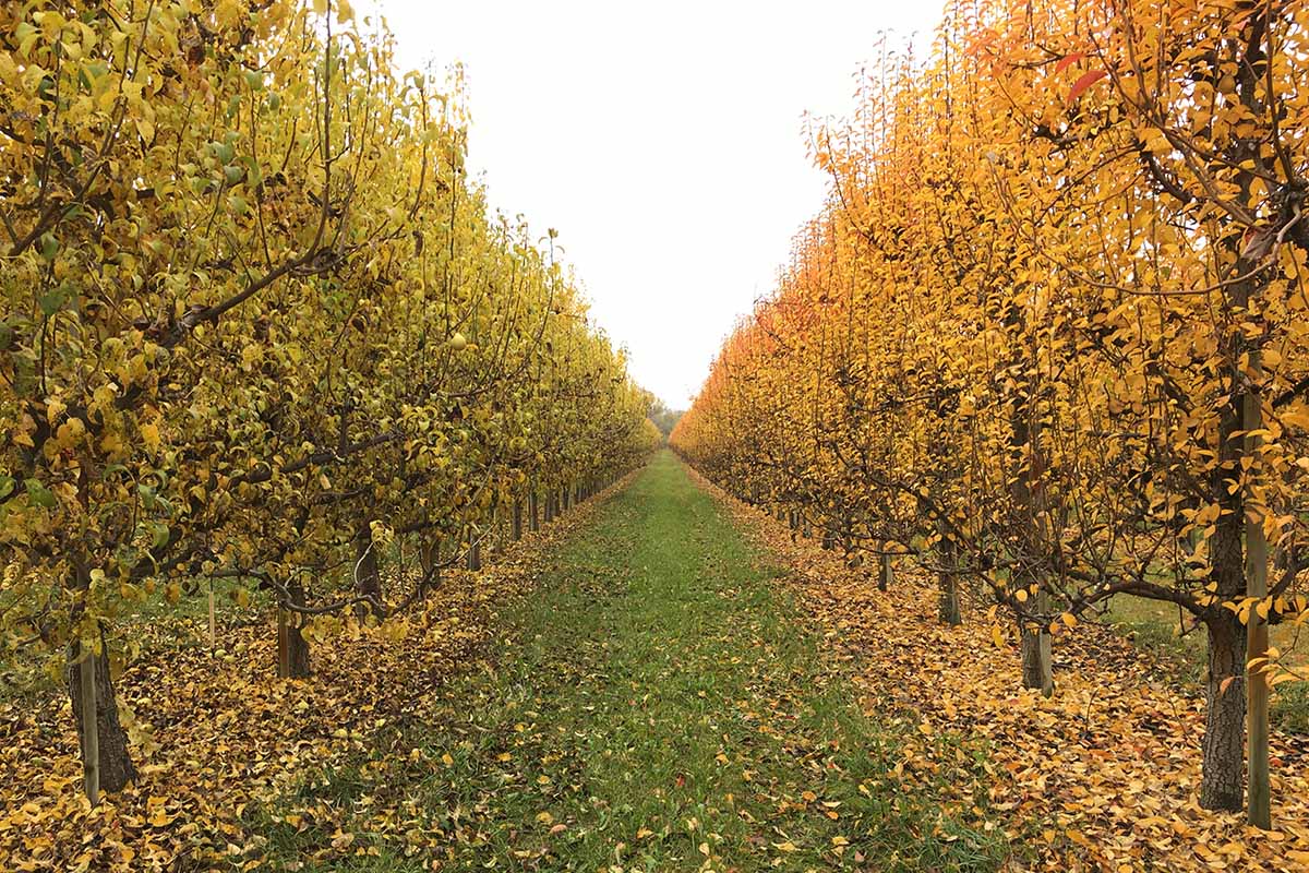 A horizontal image of rows of fruit trees growing in an orchard.