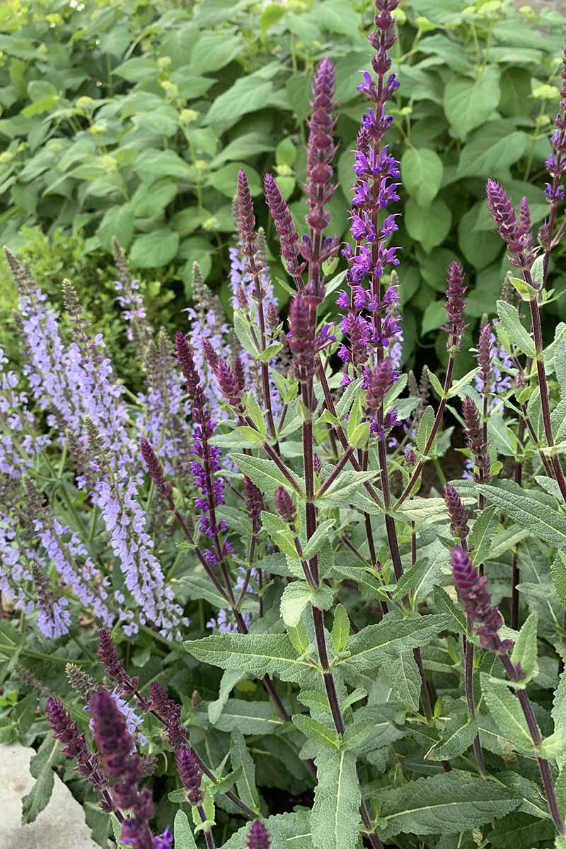 A close up vertical image of purple and violet salvia flowers growing in a garden border.
