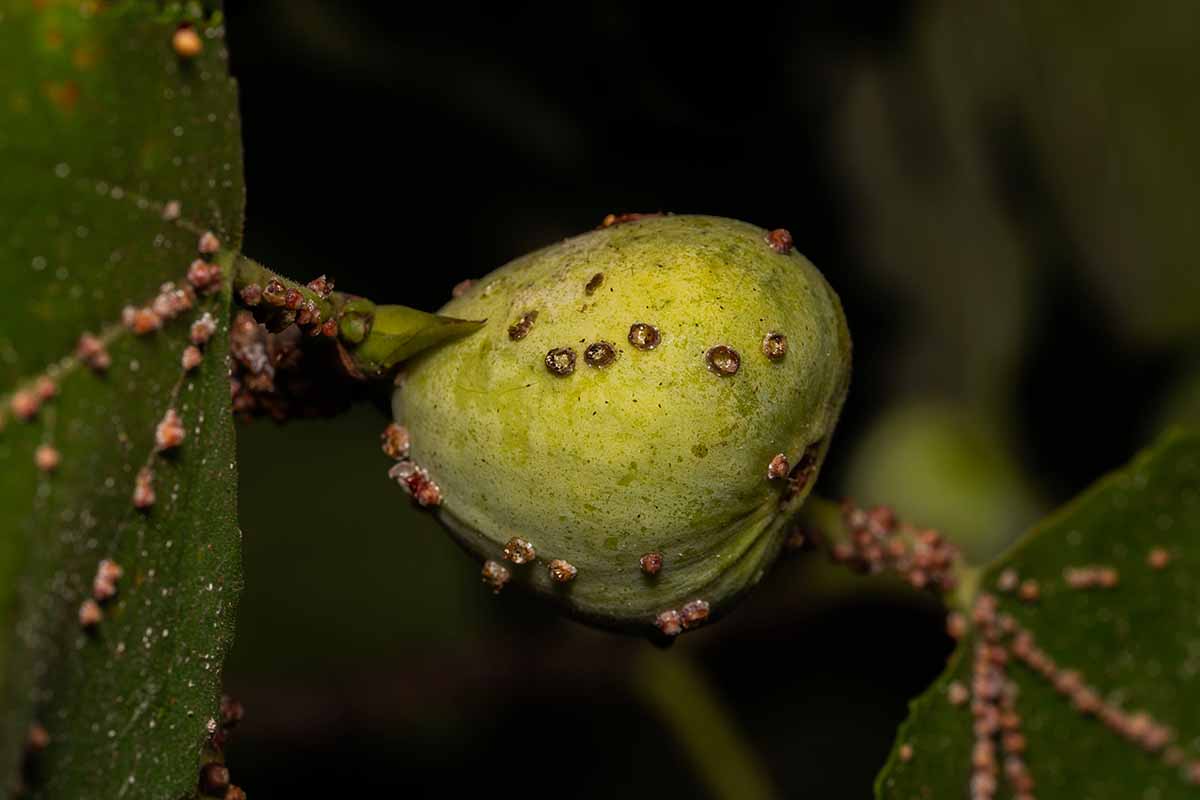 A close up horizontal image of a fruit and branch infested with scale insects.