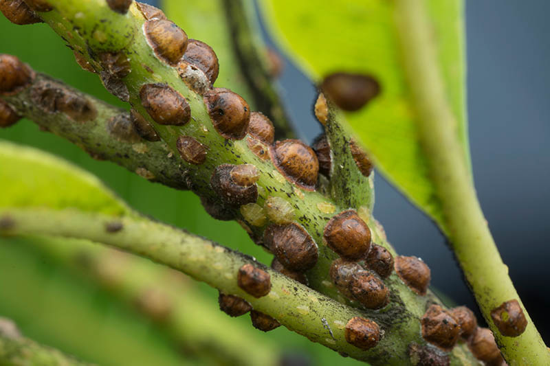 A close up horizontal image of scale insects in various stages of development infesting a branch pictured on a soft focus background.