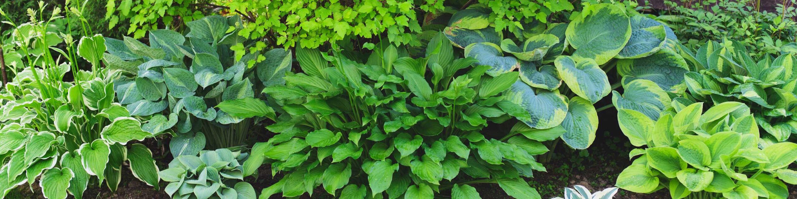 Cropped in area of a shade garden showing hostas and other plants.
