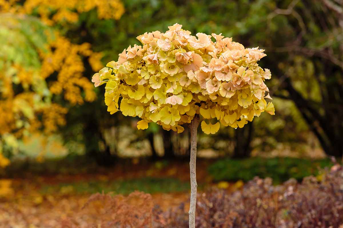 A close up horizontal image of a small ginkgo tree growing in the garden in fall.