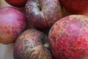 Close up of a batch of apples covered with severe sooty blotch fungal infection.