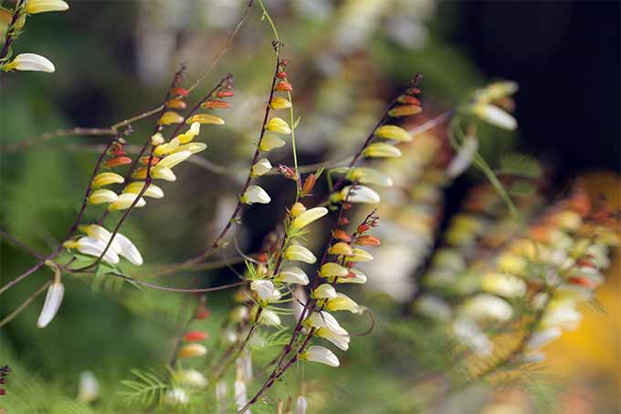 Mina lobata is a fast-growing vine that adds brilliant color to the landscape | GardenersPath.com