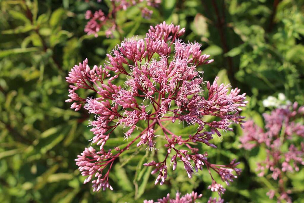 A close up horizontal image of a pink spotted joe-pye weed pictured in bright sunshine on a soft focus background.