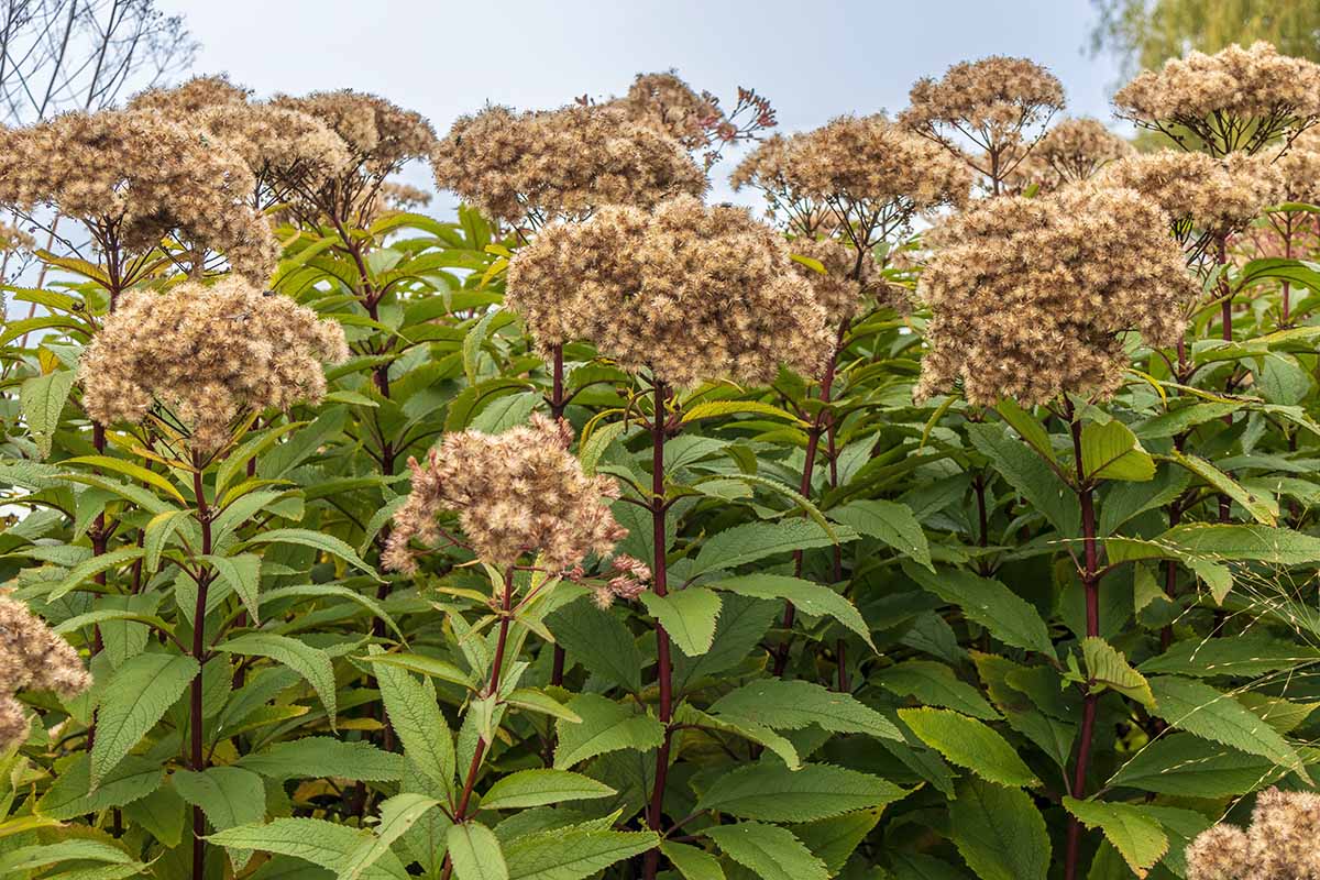 A close up horizontal image of spotted joe-pye weed flowers that are fading in the fall.