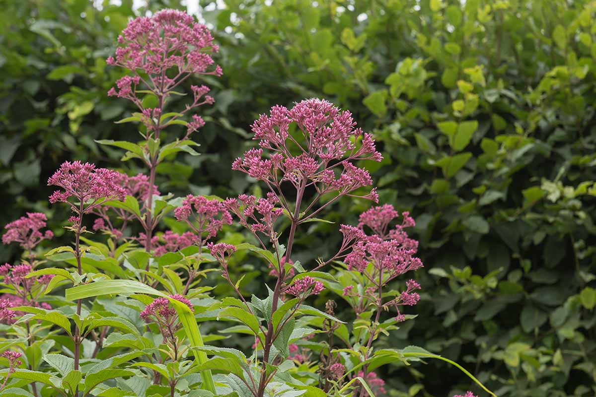 A close up horizontal image of pink spotted joe-pye weed growing in the garden pictured on a soft focus background.