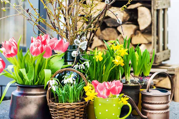 How To Force Spring Blossoms Indoors | GardenersPath.com