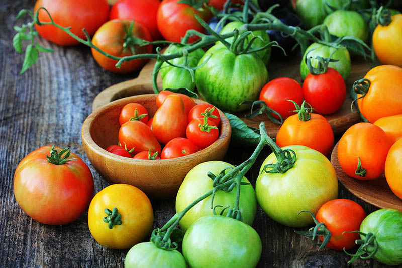 A close up of a variety of wooden bowls containing various different tomatoes freshly harvested from the garden set on a wooden surface.