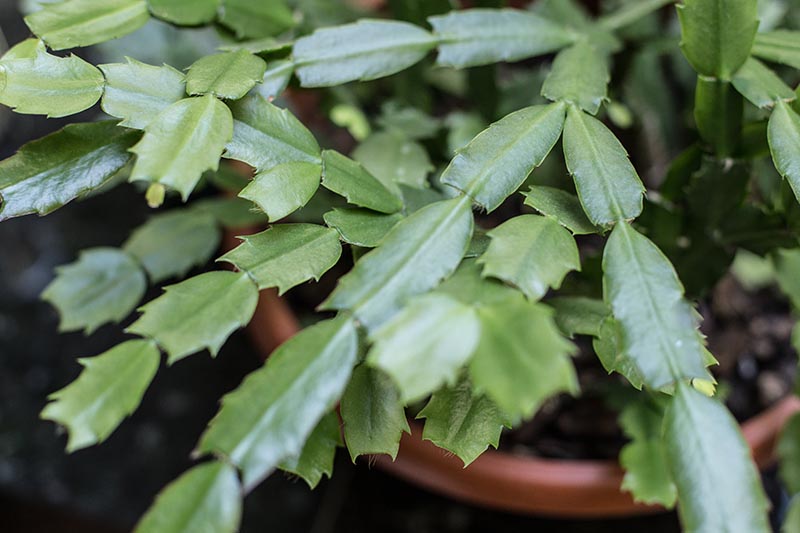 A close up horizontal image of the foliage, or segmented stems of a Christmas cactus plant growing in a terra cotta pot.