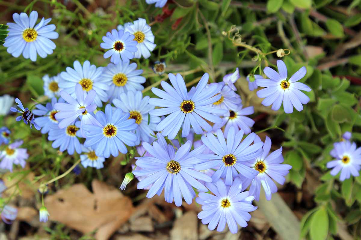 A close up horizontal image of light blue Swan River daisies (Brachyscome iberidifolia) growing wild.