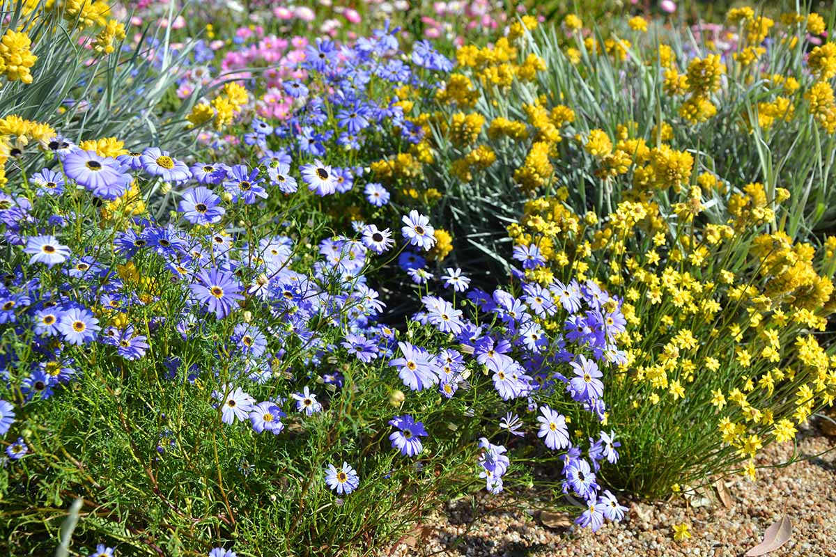 A horizontal image of a garden border planted with Swan River daisies (Brachyscome iberidifolia) pictured in bright sunshine.