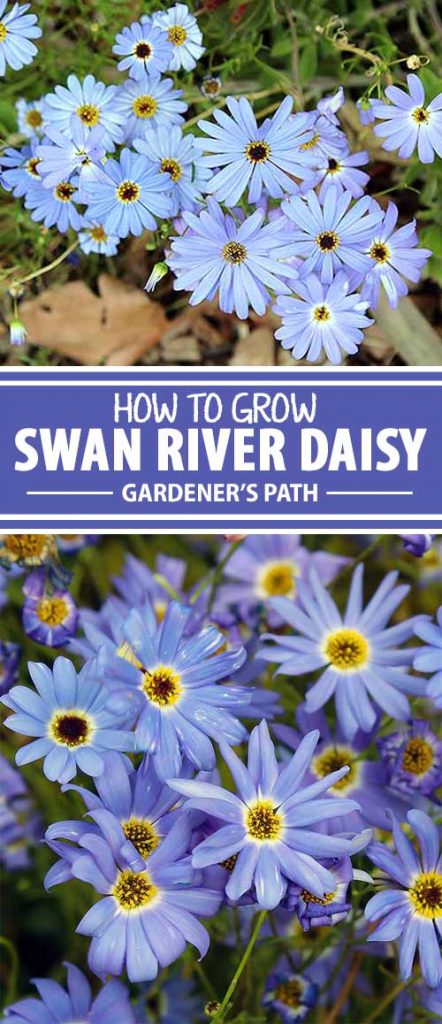 A collage of photos showing different views of Swan River Daisies in bloom.