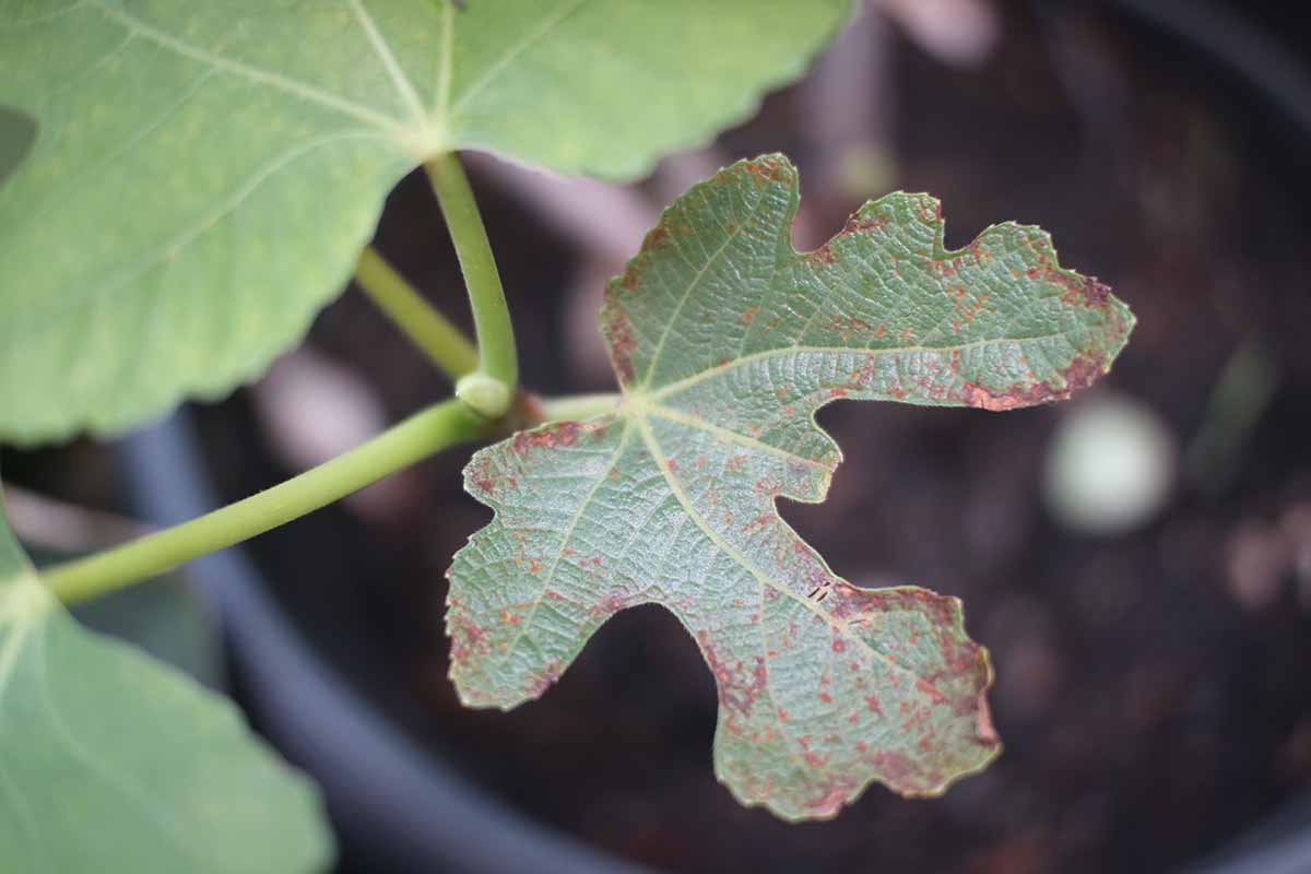 A close up horizontal image of a Ficus leaf infected with rust pictured on a soft focus background.